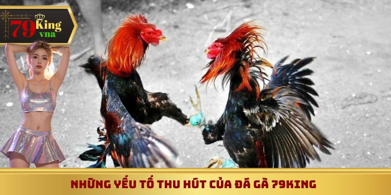 Đá gà 79King thu hút do những yếu tố nào?